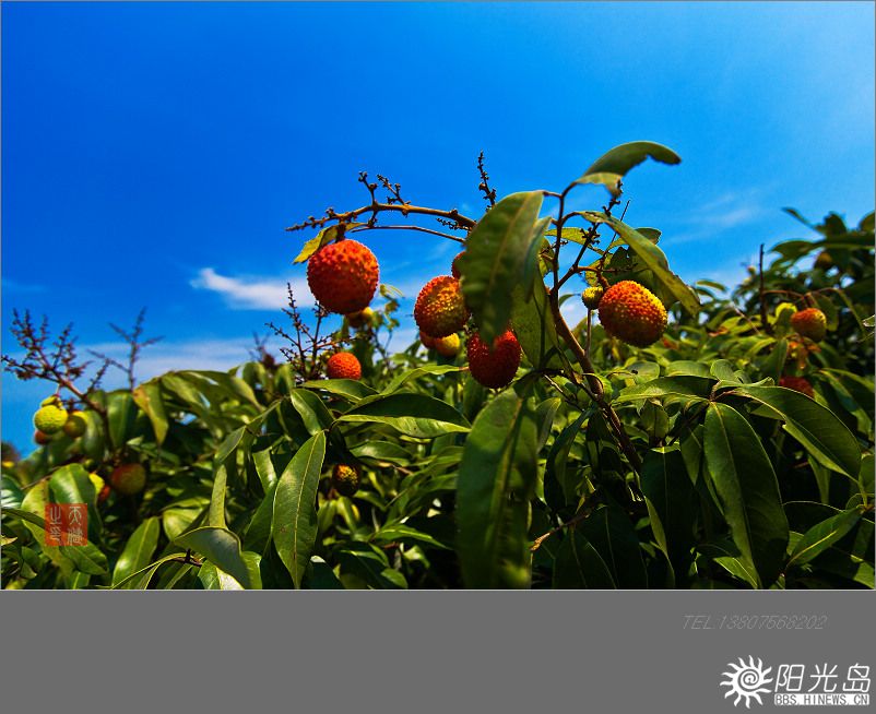 海南农垦两项目签约总额105亿_海南橡胶(601