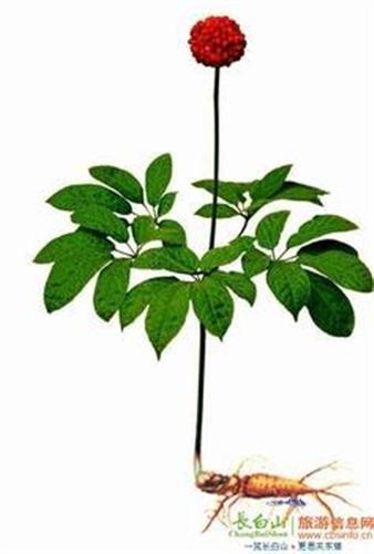 东北参_吉林化纤(000420)股吧_东方财富网股吧