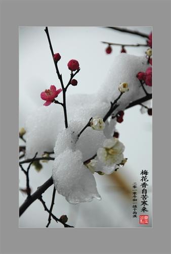 一剪寒梅傲立雪中,就在最冷枝头绽放!