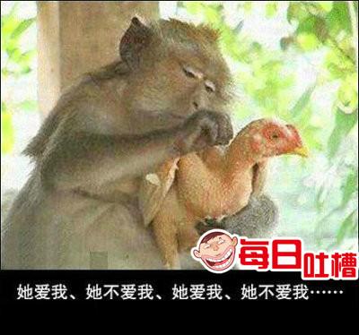西瓜视频恶搞猴子表情包,西瓜视频恶搞猴子表情包图片