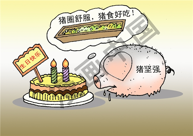 猪坚强
