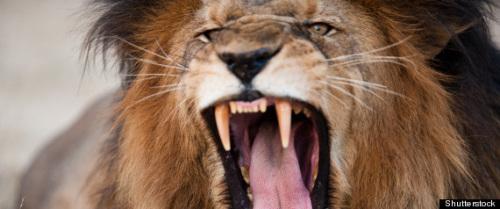 只要长期下跌不涨的股票,一定有大考老虎在里