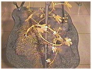 继大妈蚁后大蚁蚂们日夜兼程小蚂蚁们匍匐后继