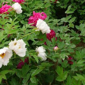 红牡丹,大富大贵!_大富科技(300134)股吧_东方