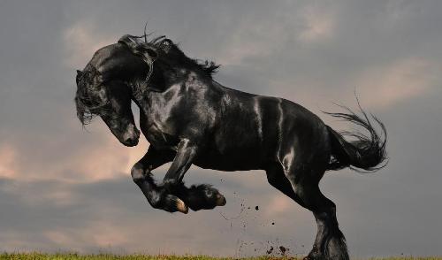 好马,一匹即将脱缰的野马--_新华百货(600785)股吧_东方财富网股吧