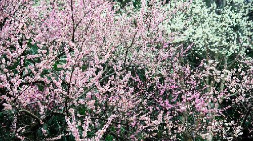 梅雁停牌价竟猜,猜中有奖,区间在3元至30元之