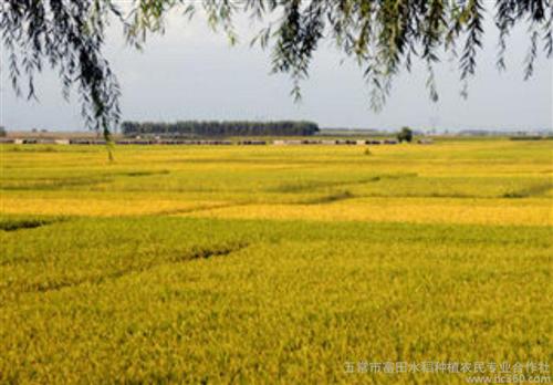 上图,河南大旱造就东北,秋收打响集结号振兴东