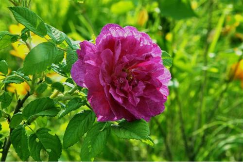 海伦哲 是今年买入的最好的一支股票,三个月的