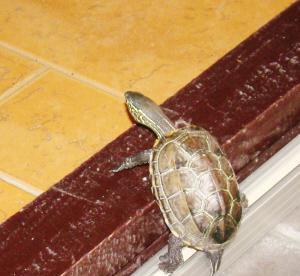 最让股民添堵的股票_中孚实业(600595)股吧_