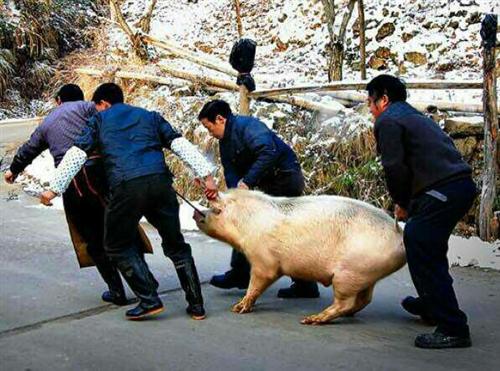 尾盘庄家拉高又偷偷跑了不少筹码,有股票的这