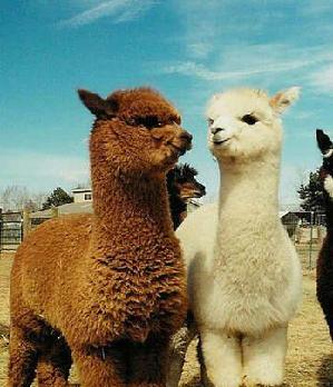 万讯自控的领导们,机构主力们?相信你们在马年