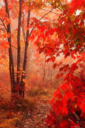 西仪股份:小盘军工股,2015年大牛股_西仪股份