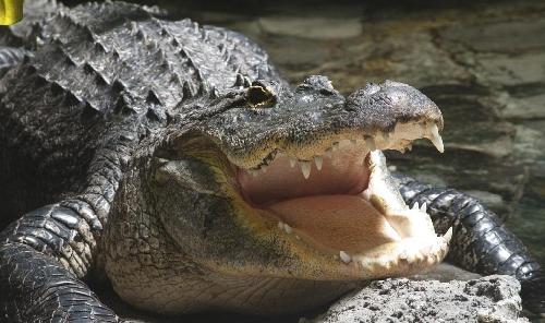 证监会号召新股民买入大蓝筹股中国光大银行_