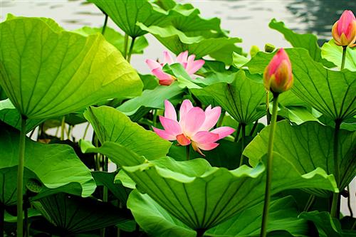 三峡新材: 收购亮点、同业对比及股价预测_三