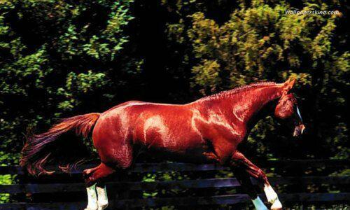 赤兔4和赤兔4v2哪个更值得买 0ACF3DF8EF66CE462A84B41ABDF59EB6.jpg