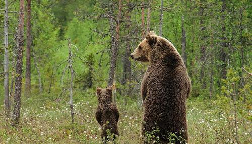 吉视传媒 重组破灭,下周连续 3个跌停板_吉视传