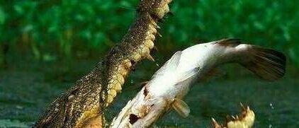 主力开始连续公告利好消息了,也为出货做好了