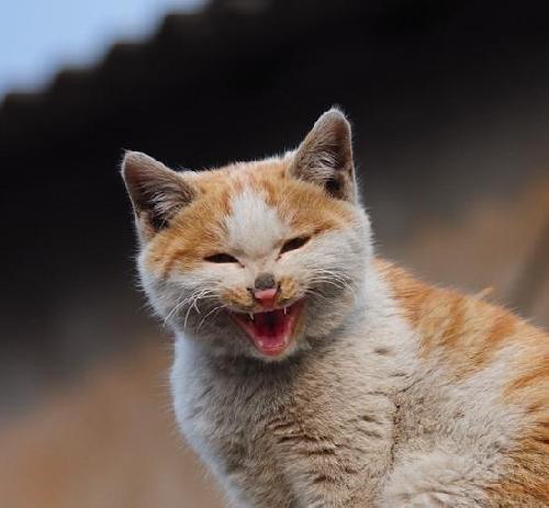 为救市措施写个对联叫个好!表达下心情。有同