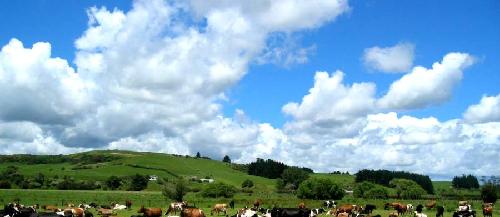 中午收盘涨停板_西部牧业(300106)股吧_东方