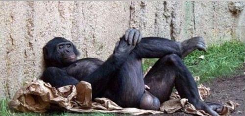 幸福岛何 你个小日本,尿性很足很兽性吗。_华