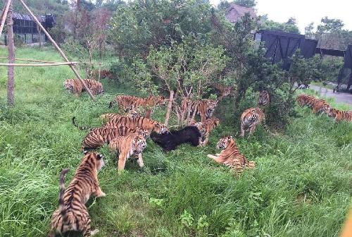 我个人认为:董事长减持退出和配资强行平仓影