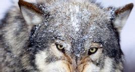 准备再次买进。_长城电工(600192)股吧_东方