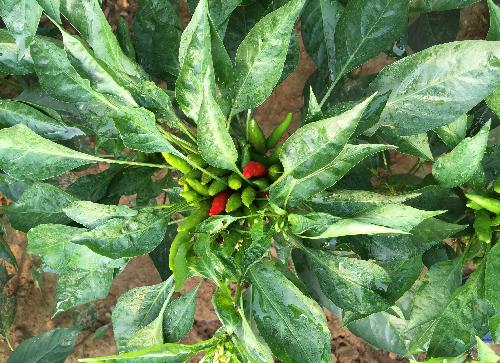 请讨论配股延期一年是特大利空消息还是利好消