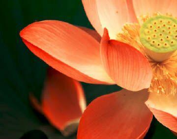 清仓过节较好,稳。_罗牛山(000735)股吧_东方