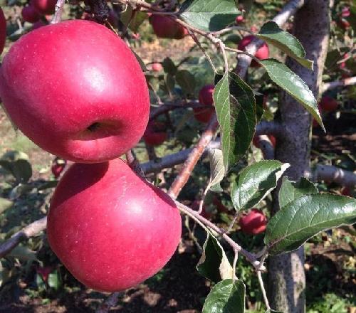 我家苹果上市了_中航飞机(000768)股吧_东方