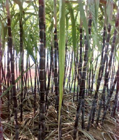 请广大股东对光大银行增发投发对票,谢谢你的