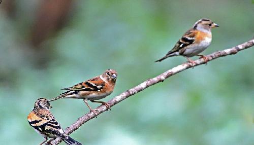 什么堂燕雀成语_燕雀处堂(2)