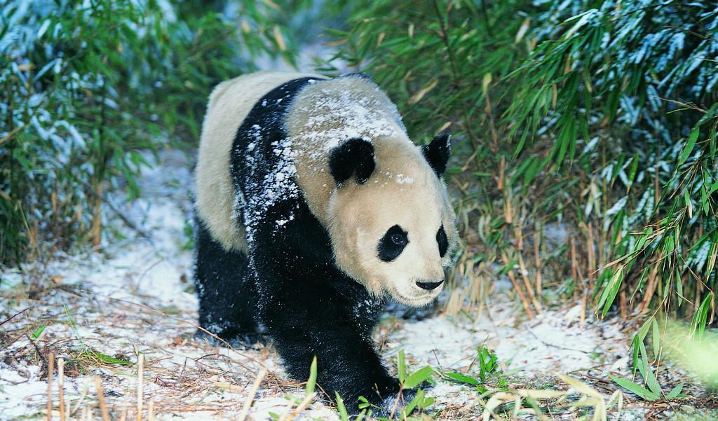 野生大熊猫