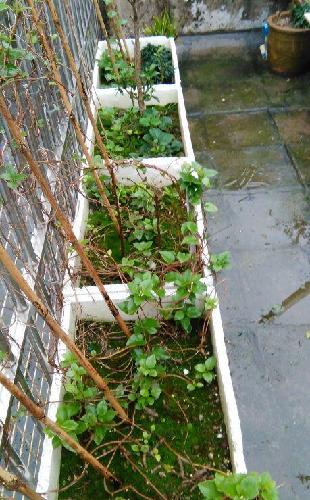 天台开辟三分地 春种萝卜夏栽葱_中储股份(60