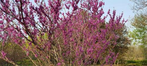 经仔细研究美股中股走势:4月春季大行情启动点