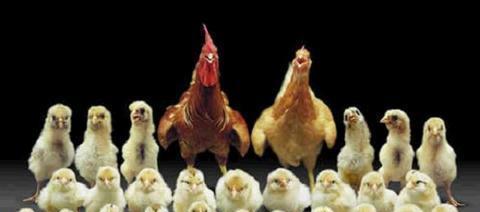 公募基金:均衡配置成长与价值型股票_上证指数