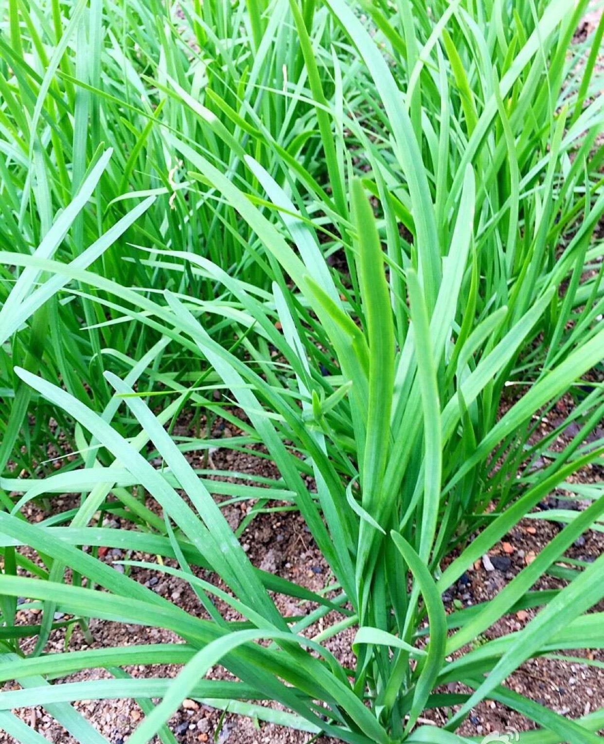 明天继续割韭菜啦!