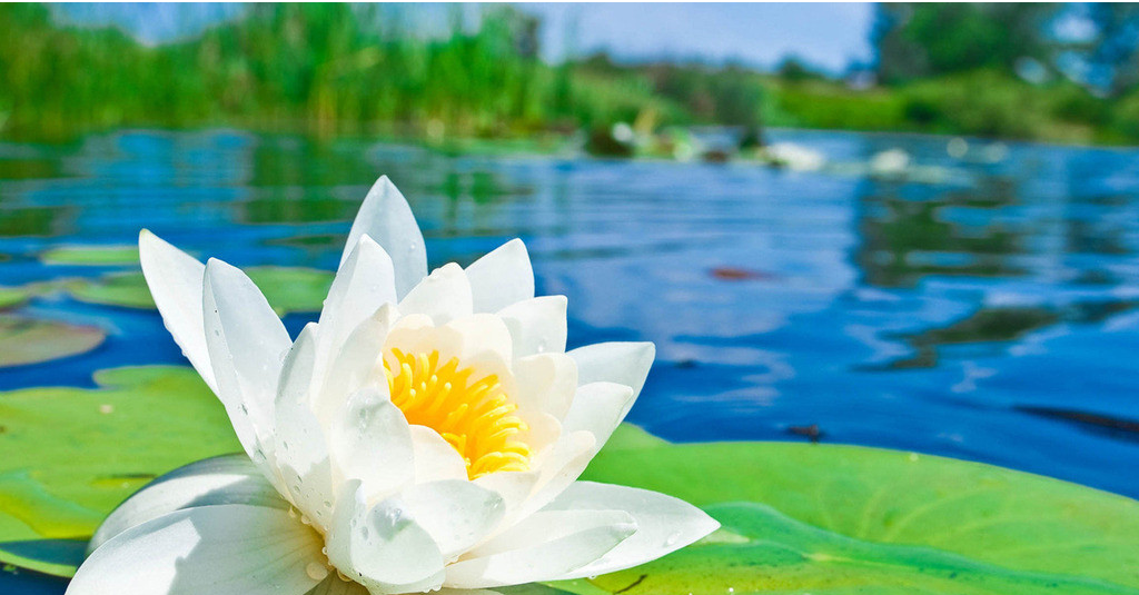 胡说股道:十大炒股境界之十--胡说股道 一牛一