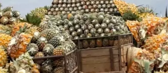 【爱心助农】为了湛江滞销菠萝,我们在行动_博