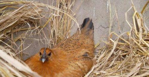 美股对A股说你的下跌是怪我咯,你把鸡窝放我