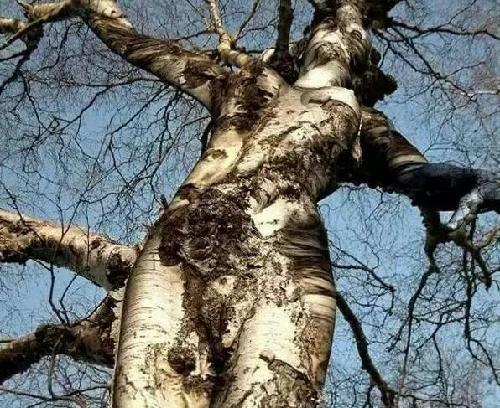 这是周大清的照片么?_*ST钒钛(000629)股吧_