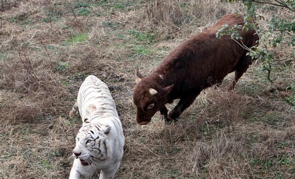 投资中 新手总是 初生牛犊不怕虎,老手却是 长出