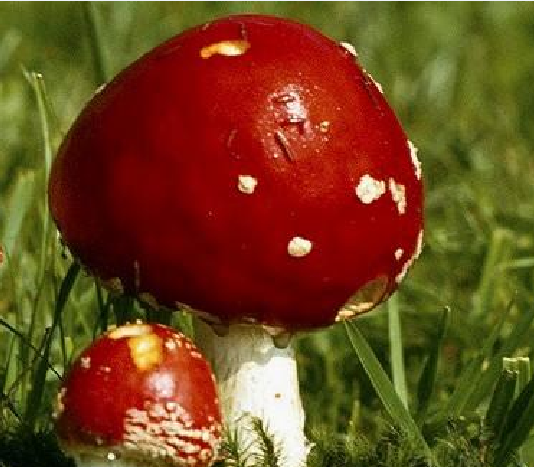 蘑菇排名_蘑菇卡通图片