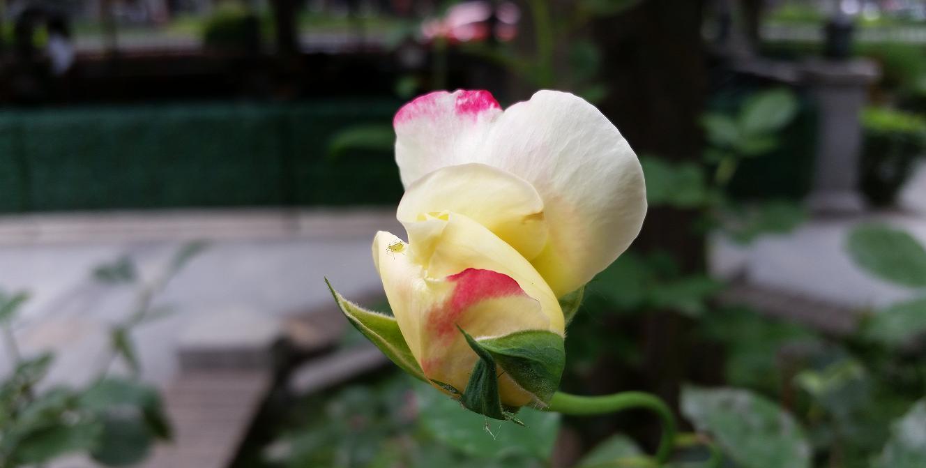 宝妹妹至美摄影--赏心乐事谁家院_博客(dcblog