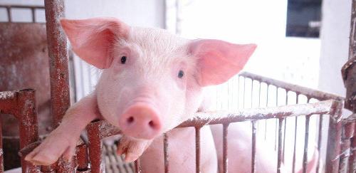 小猪港!_珠海港(000507)股吧_东方财富网股吧