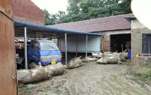 二师兄价格会波动很大,不知道会涨还是跌,短期