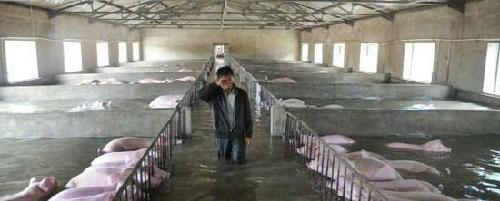 二师兄价格会波动很大,不知道会涨还是跌,短期