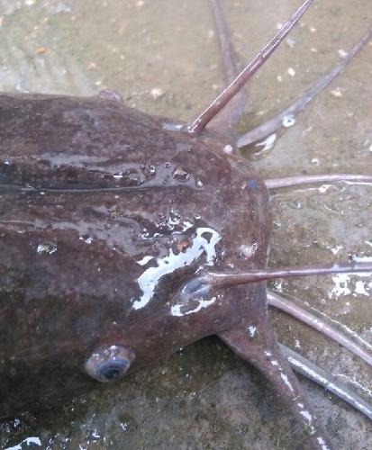 龙王入驻顺络电子,预计要大涨了。 好后悔卖掉