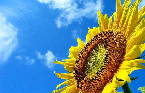 中央汇金公司为什么偏偏重仓小盘高成长股永安