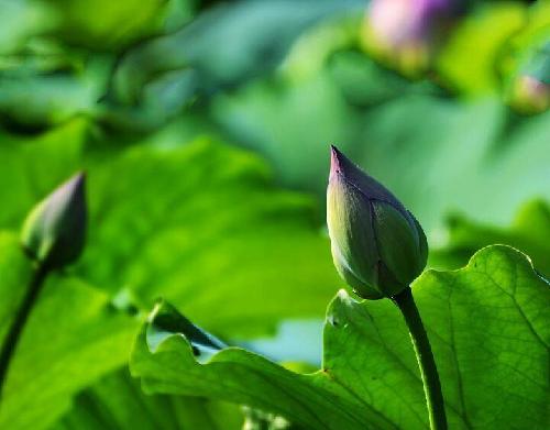 么喜欢跌,那就快点跌停吧!_首旅酒店(600258)