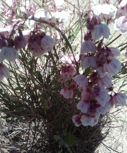 的荒野中,顽强地绽放看她紫色的花朵,昆仑山的